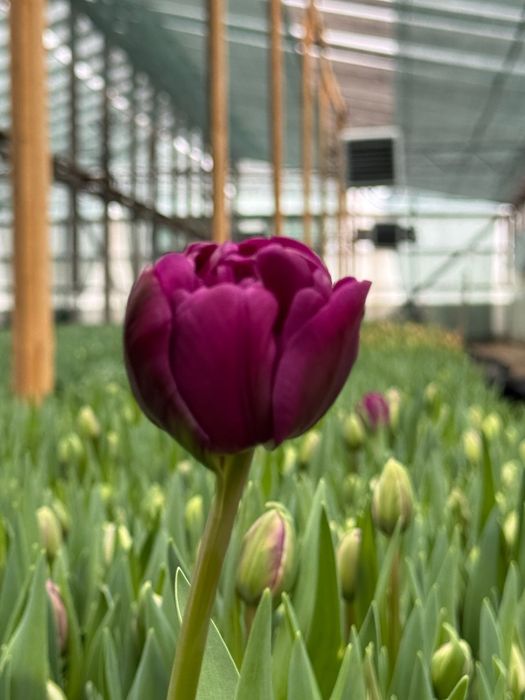 Тюльпаны оптом и в розницу