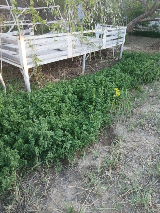 Трава клейвер свежий продам