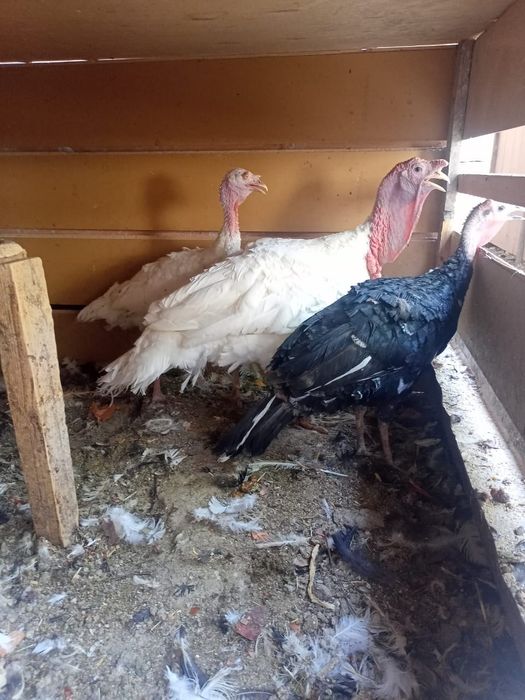 Домашние куры несушки!