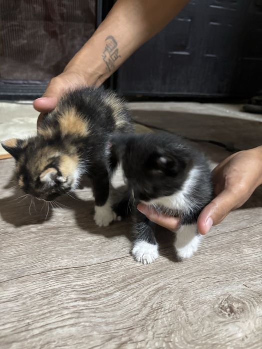 Котята разных пород
