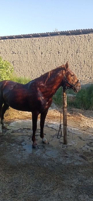 QORABAYR Qirg'izistondan kelgan