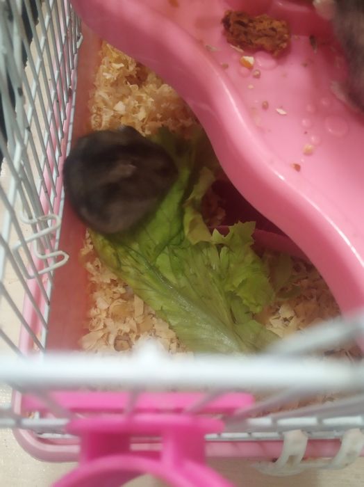 Хомячки джунгарские