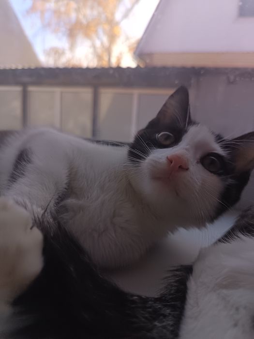 Котята красивенькие