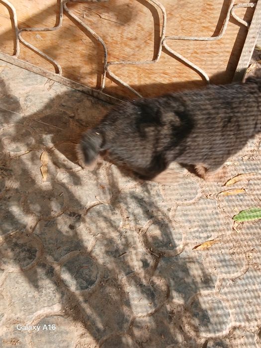 Продаётся немецкая овчарка чистокровный.