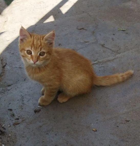 Котята г.Шу кошка кот