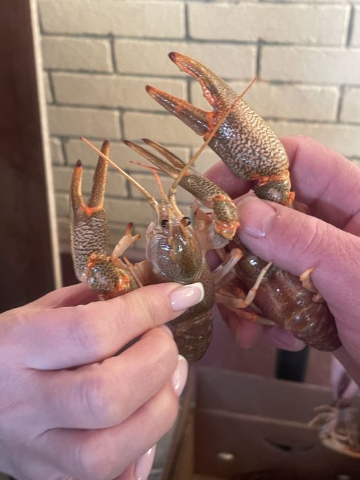 Раки живые, варенные