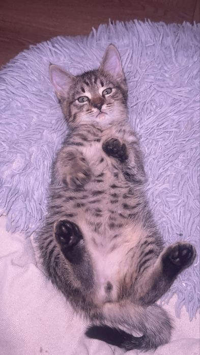 котенок мальчик