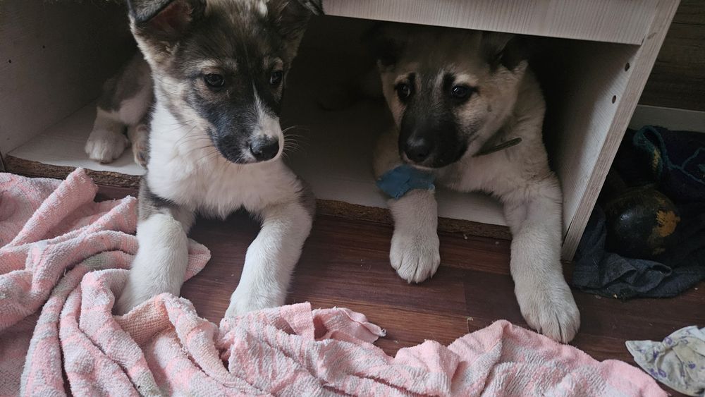 Отдам щенка крупного