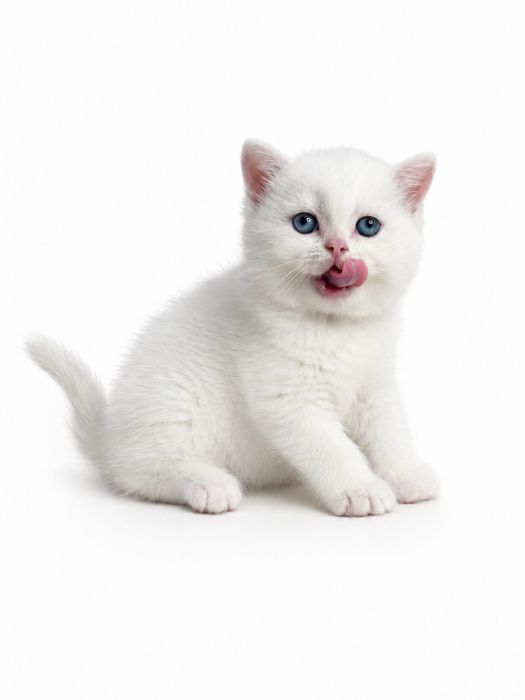 Продаются котята Шотландской породы! Уступлю!