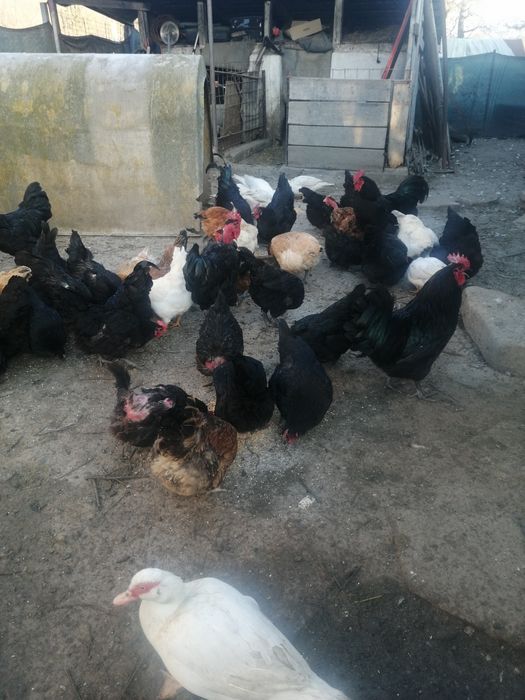 Oua proaspete de vanzare