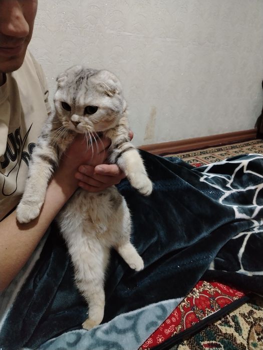 Holati zur mushukcha