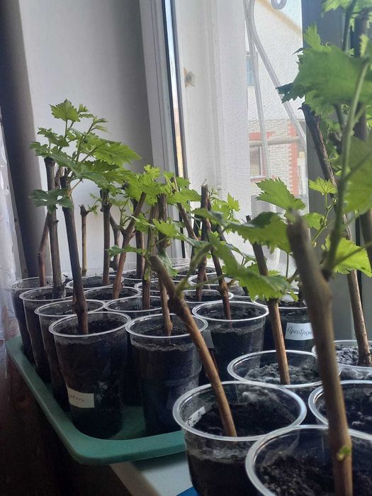 Саженцы винограда