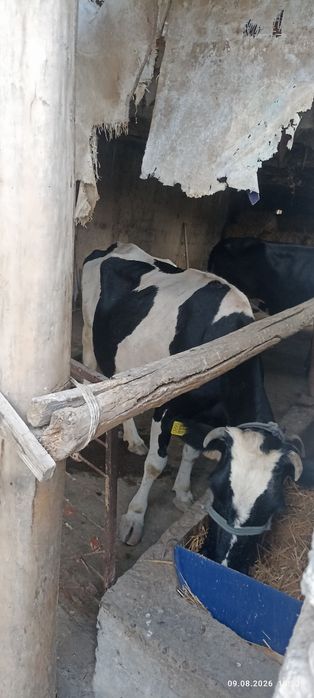 Ona bola sigir sotiladi
