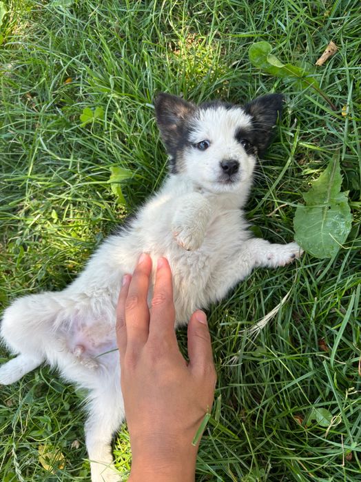 Подарявам кученца