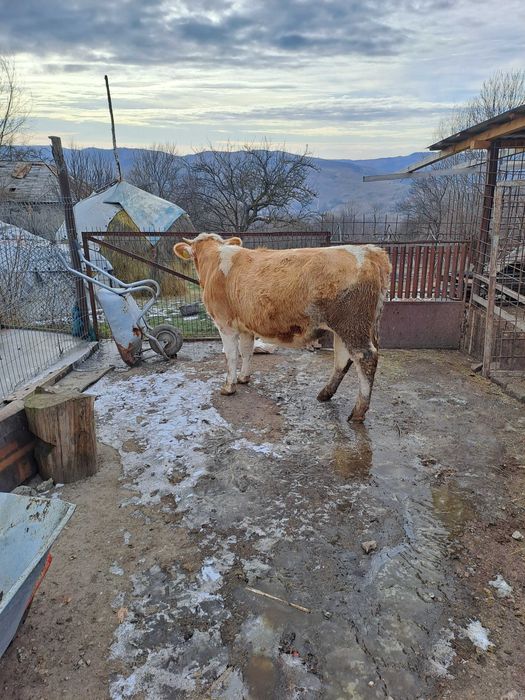 Juninca baltata gestanta