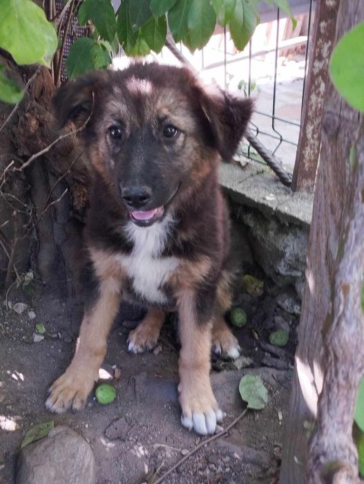 Женско кученце търси дом