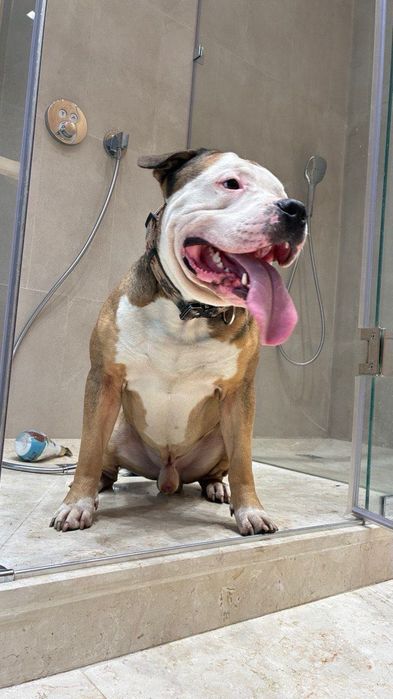 Стафф Стафордширский терьер