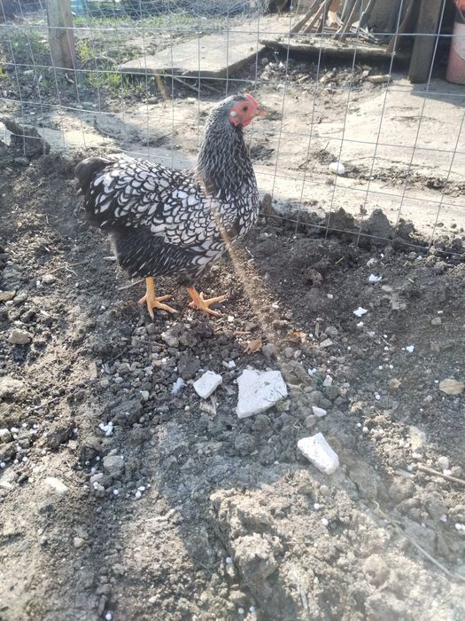 Wyandotte familie 6+1