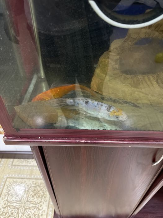 Продаю Аквариум для дома или для офиса