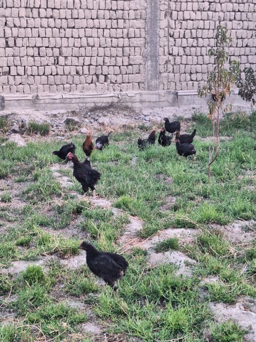 Продаются домашние куры