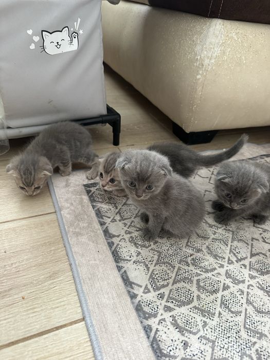 Котята британцы короткощерстные