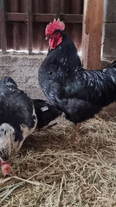 Продам джерсиского петуха либо обмен