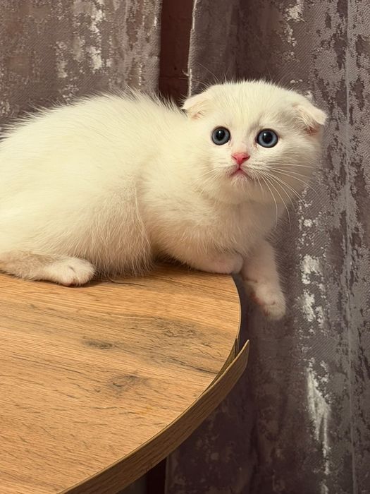 Разноглазый котенок  Шотландский Фолд