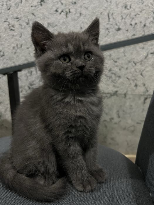 Mushukcha butunlay sogʻlom hech qanday aybi yoʻq