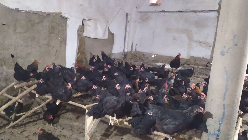 Zotdor Qora Tovuqlar