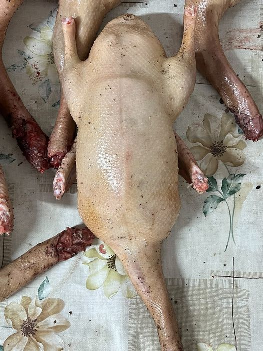 Утка мясной породы Стар 53