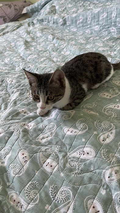 Котенок.