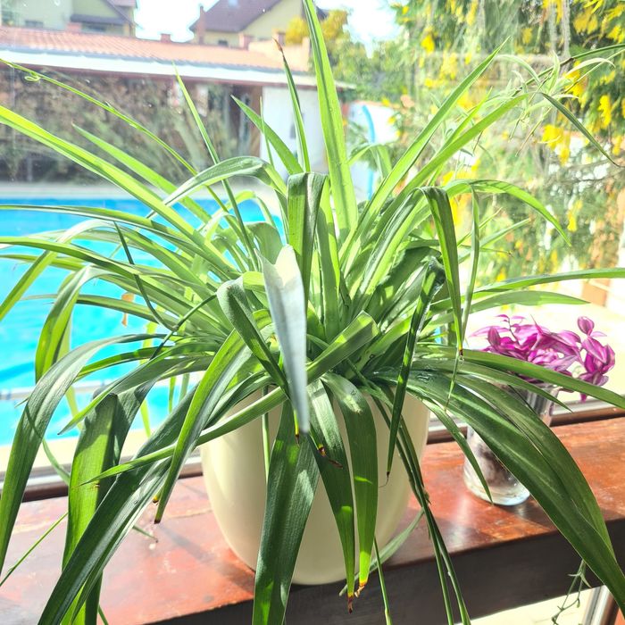 Planta paianjen verde