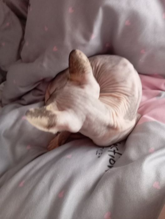 Кошка породы сфинкс