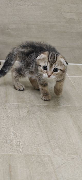 Sport zalida gimnastikachi bilan yuqori sifatli jinsiy aloqa