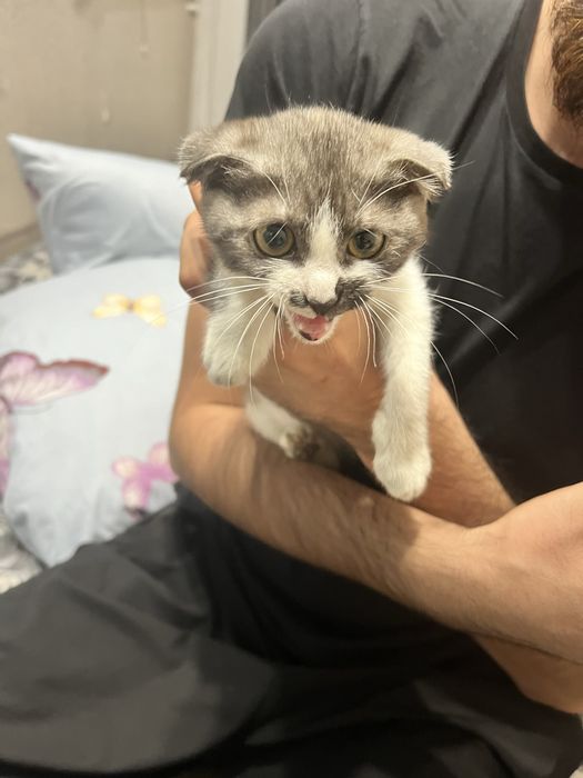 Отдам в добрые руки котенка