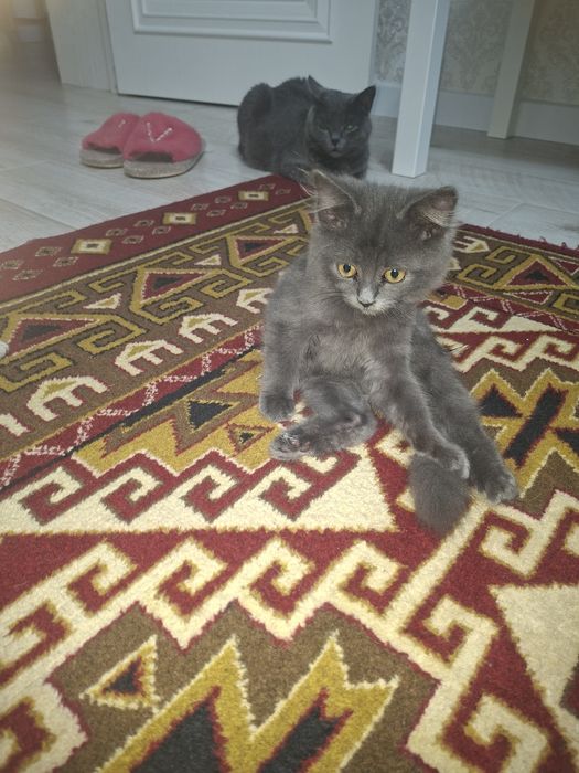 Отдам котят в добрые руки мальчика и девочку
