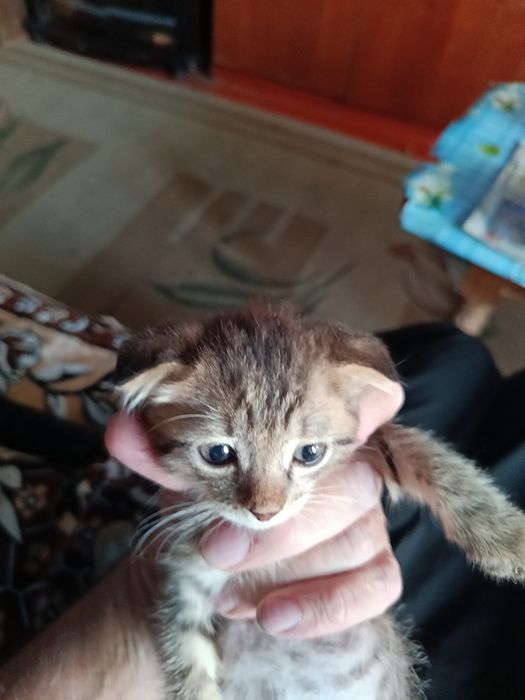 Продам котят породистых