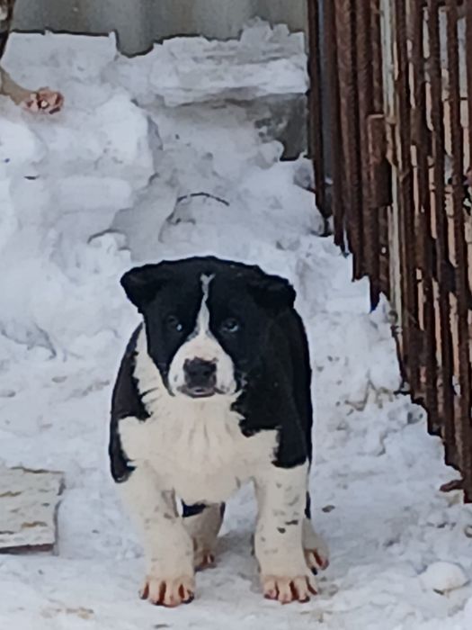 Щенок алабая кобель