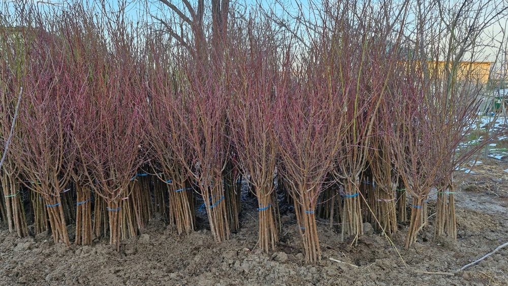 Саженцы Продаются Кошеттер оптом и в розницу