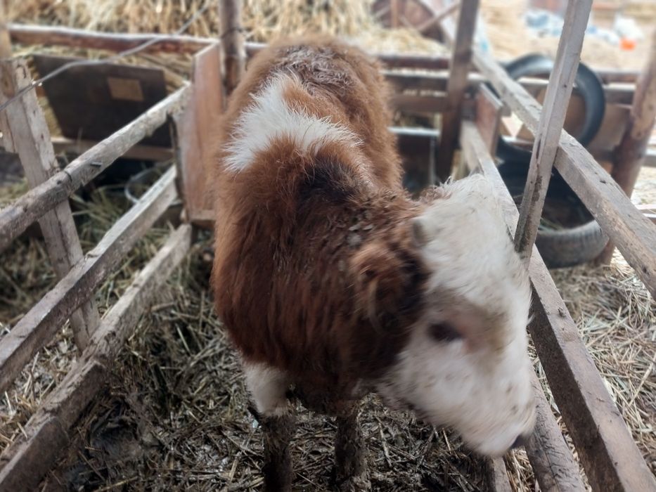 Семіз баспақтар сатылады