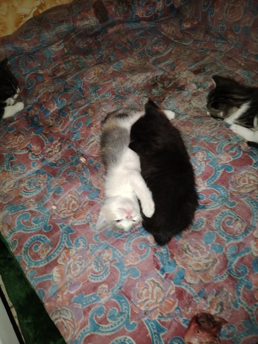 Милые котят ищут дом