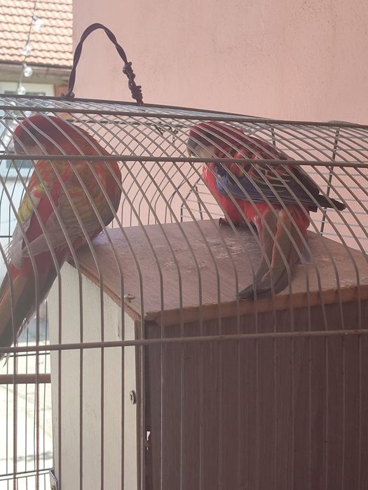 Papagali Rosella de vânzare (Urgent)