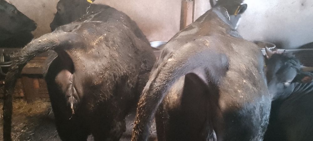 Телки полтора годовалые упитанные