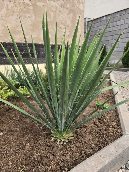 Юкка садовая нитчатая
