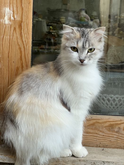 Кошка ищет семью