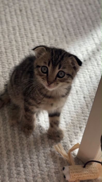 Вислоухий шотландский кот