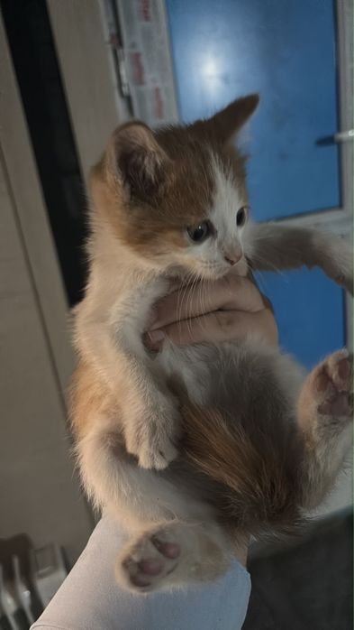 Кошка в хорошие руки