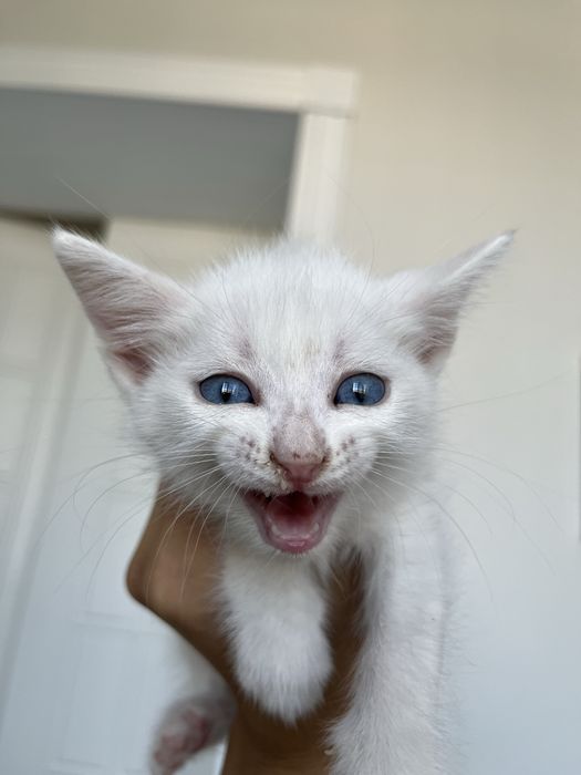 Британский мысықтар