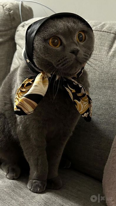 Assalomu alaykum