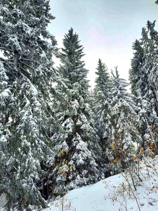 Парцел за продажба в село Зорница